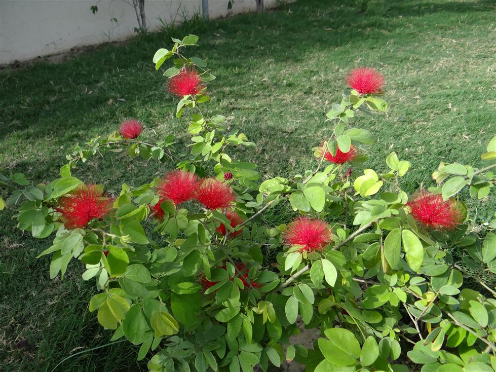 C. tergemina var. emarginata